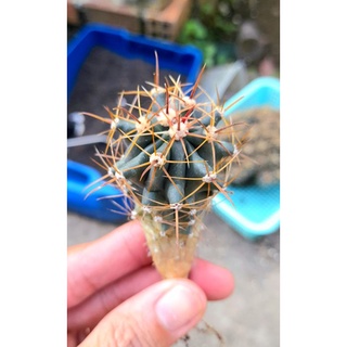 Xương rồng fero