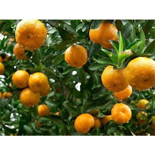 CÂY GIỐNG QUÝT NGỌT THÁI LAN KHÔNG HẠT
