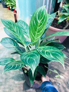 BẠCH MÃ HOÀNG TỬ