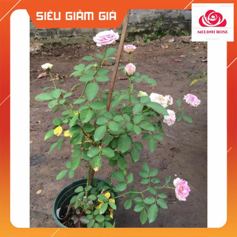 Hoa hồng ngoại Mini Eden rose – Hoa hồng Pháp vô cùng sai hoa-Vườn Hoa Melinhrose