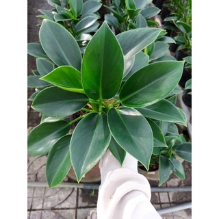 Trầu bà đế vương xanh Thái để bàn - dễ chăm sóc