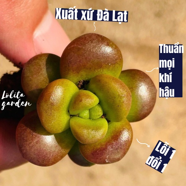 Sen đá chilli cheese Đà Lạt size mini cây cảnh trang trí nhà cửa Lolita garden