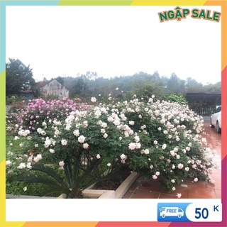 Cành chiết hồng Đào cổ - Vattucaygiong