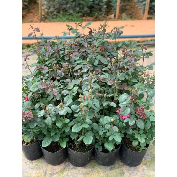 Cây hoa hồng bụi tezza tím - cây nguyên chậu cao 40-50cm. thienan22916