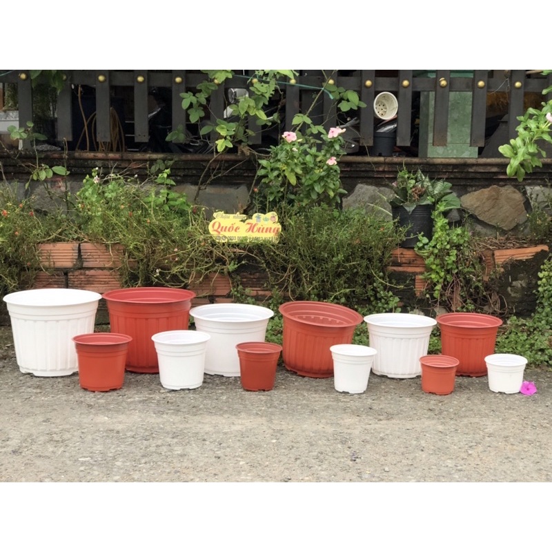 Chậu nhựa trắng  trồng xương rồng- sen đá - cây mini