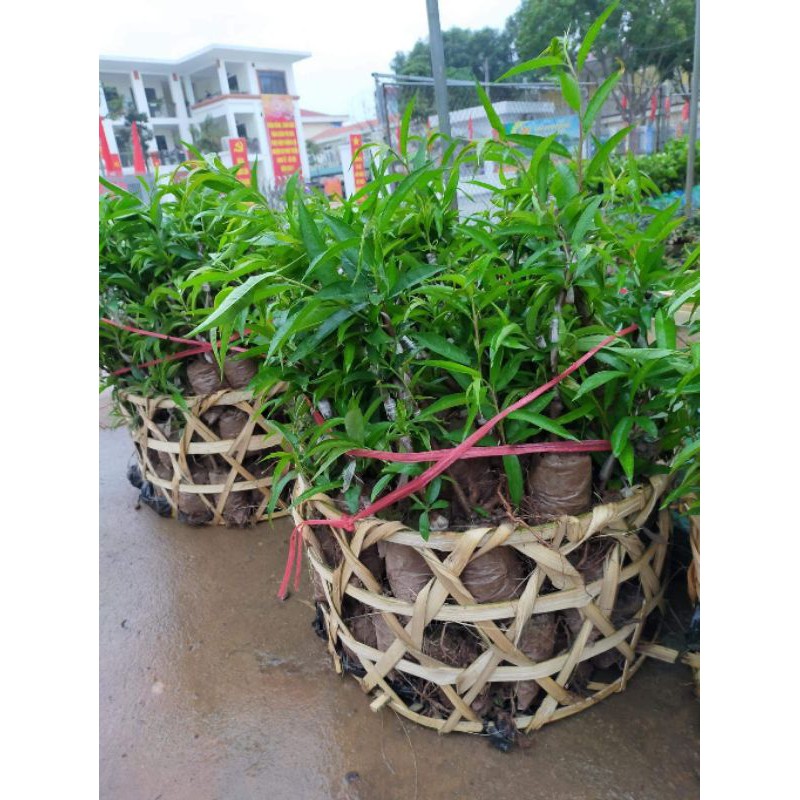 Cây giống hoa đào phai cánh kép