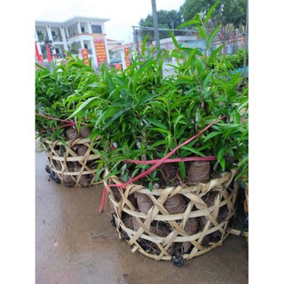 Cây giống hoa đào trắng (bạch đào cánh kép)