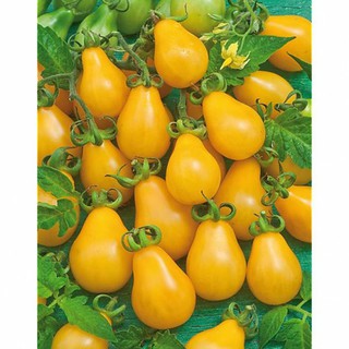 HẠT GIỐNG CÀ CHUA BI LÊ VÀNG