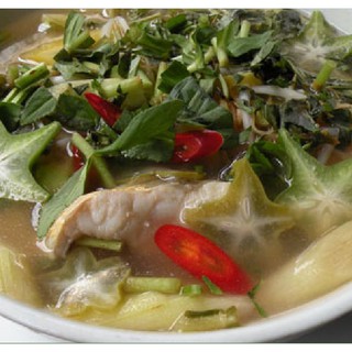 Hạt giống cây khế chua - 5 hạt/gói ( tặng gói kích hạt nảy mầm  )