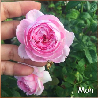 Hoa hồng ngoại Mon Coeur xinh xắn MinaKun Shop