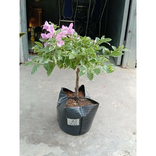 Cây 🌲 Giấy Cẩm Thach tím Hoa Cà