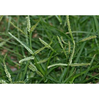 Cỏ mần trầu khô 100gram