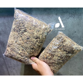 Dớn Chilê (Rêu sâu - dớn trắng - dớn Chile) hàng nhập xịn, đã xử lý gói 100gr-setup tường rêu, terrarium