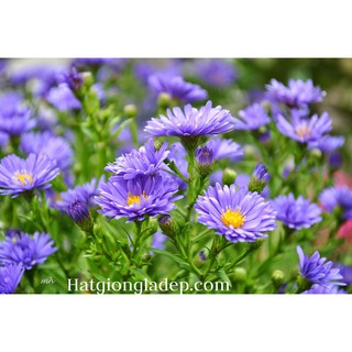 Hạt Giống Hoa Thạch Thảo Mix