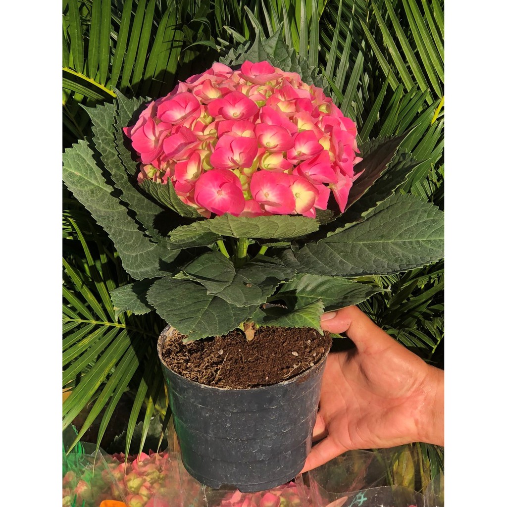 Chậu Cẩm Tú Cầu Hoa Màu Hồng