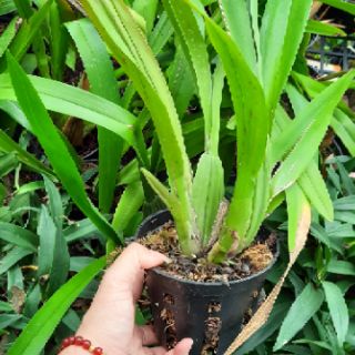 Hoa phong lan vũ nữ mật ngọt