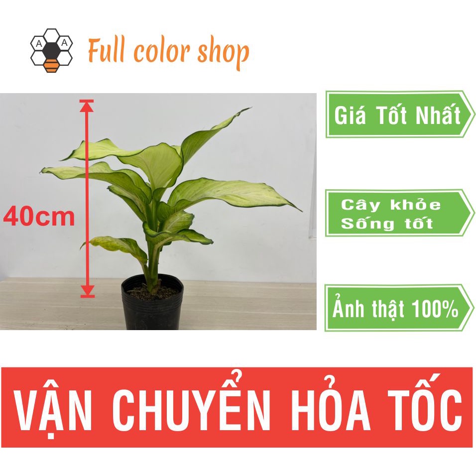 CÂY THIÊN HOÀNG (cao 40cm),