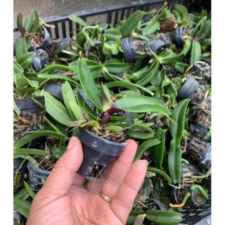 1 cốc đai châu giống