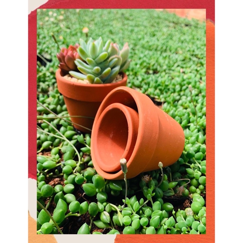 🌵🌵Chậu đất nung Bát Tràng giá rẻ🔥, chậu mini trồng sen đá, xương rồng siêu cute