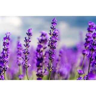 Hạt giống hoa oải hương - Tặng hạt giống ngẫu nhiên