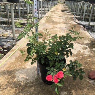 [Cây giống hoa] Hồng bụi Chùm Son