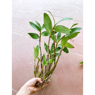 LAN KIỀU VÀNG GHÉP CHẬU