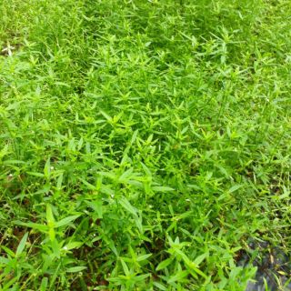 Bạch hoa xà thiệt thảo 1kg