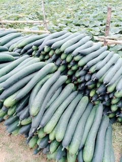 Bí đao sấy khô làm trà 500gr