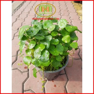 Cỏ đồng tiền cây phong thủy tuổi tỵ