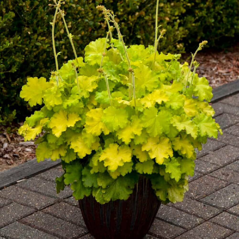 Cây Heuchera Lemon Love (Chuông San Hô Lemon Love) chậu nhựa