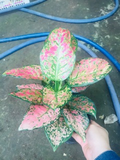CÂY VẠN LỘC