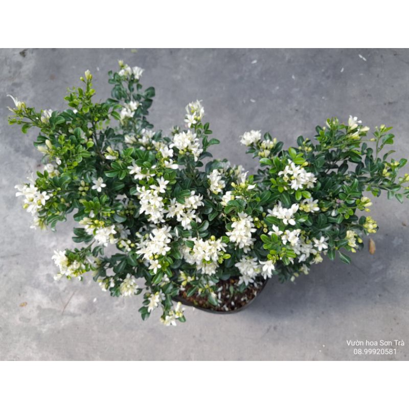 Cây HOA NGUYỆT QUẾ Thái, cây đang hoa, rất thơm.