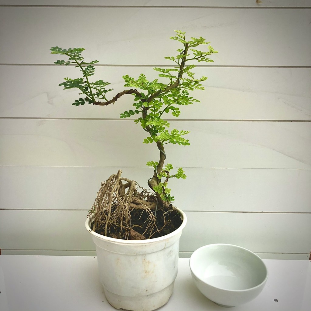 Cây cần thăng bonsai mini - THẾ GIỚI HOA CÂY CẢNH - .