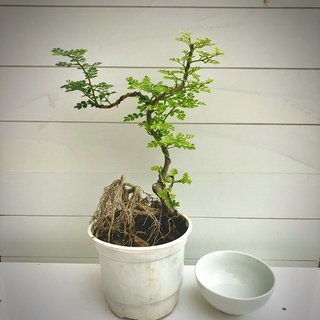 Cây cần thăng bonsai mini (Ảnh thật).