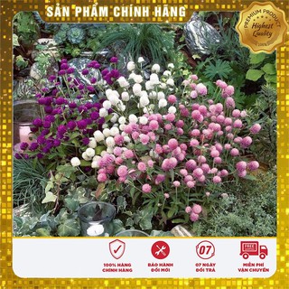 Bộ gói hạt giống Cúc bách nhật