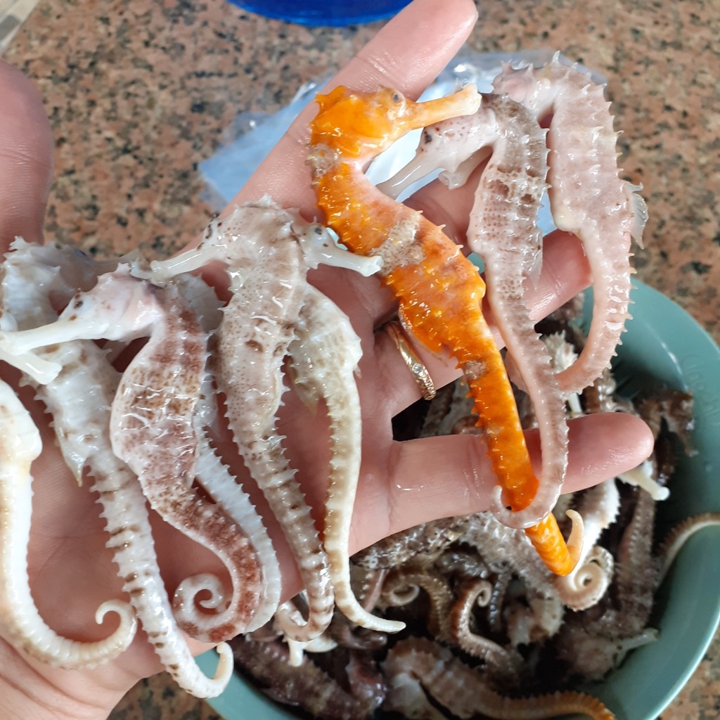 Cá ngựa khô 9cm - 13cm