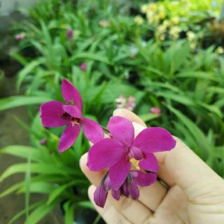Lan Chu Đỉnh (địa lan), chỉ ship miền Nam do cận Tết