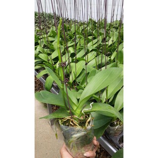 [Sale - Tặng phân] Combo 10 Cây lan hồ điệp 10 màu đang ngồng hoa - Hoa đại - Hàng Việt Nam 100%