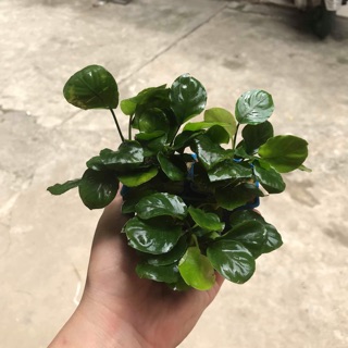 Ráy lá tròn thuỷ sinh