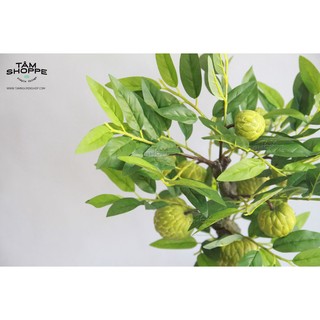 Cây mãng cầu ta để bàn (Cây na) TAN