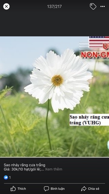 Sao nháy kép mỹ mix màu(50hạt 10màu)