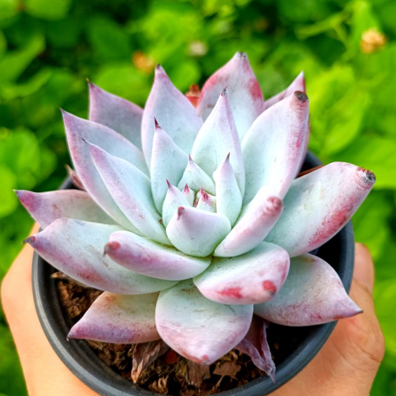 (Sale 50%)Sen đá Phấn hồng rất đẹp 10_13cm