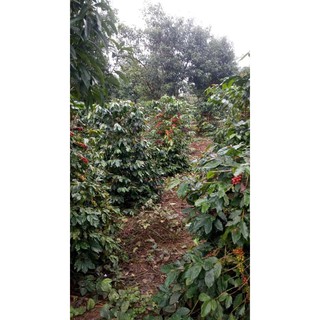 Cà Phê Nhân Arabica Moka Baka Coffee (Bì 1kg)