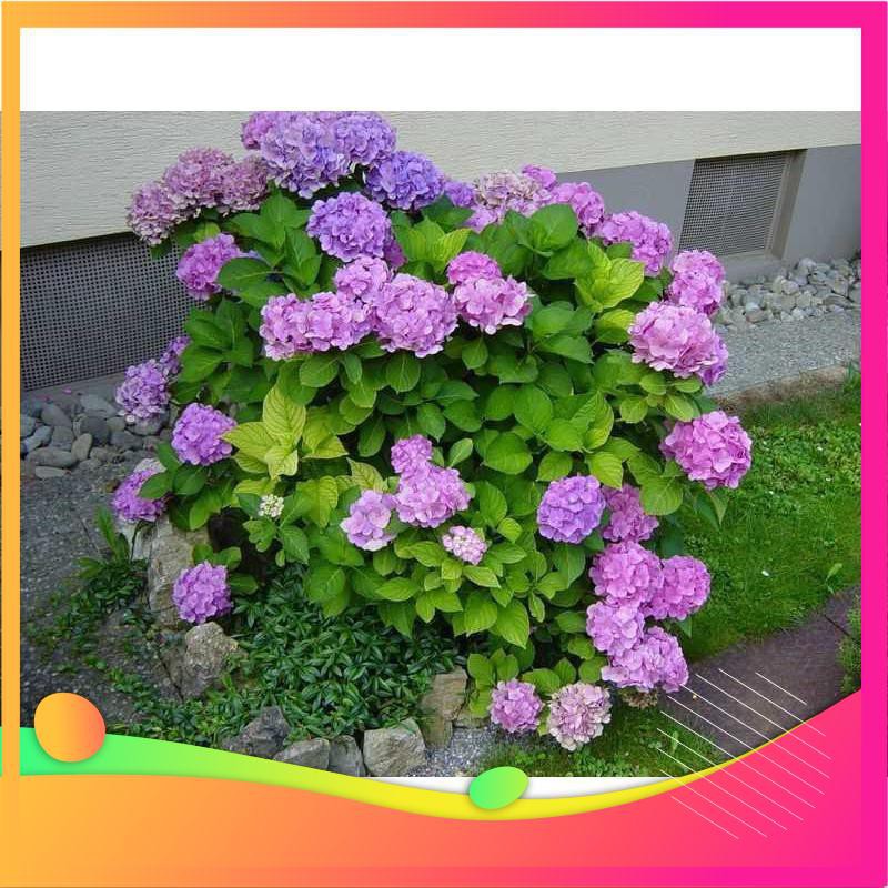 Hạt Giống Hoa Cẩm Tú Cầu Mix - 5 Hạt  VIETGAR