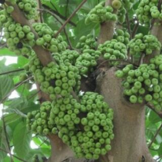 Cây Vả mật giống ( sung vả)