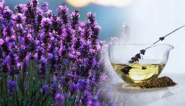 Tinh Dầu Oải Hương Lavender Ấn Độ Nguyên Chất đuổi muỗi, giảm căng thẳng, lo âu, mất ngủ, xông phòng freeship NuCare