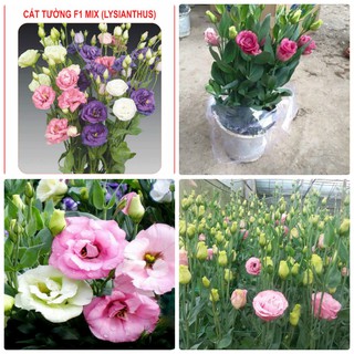 Hạt giống hoa Cát tường nhiều màu dễ trồng Lisianthus seeds