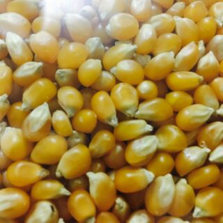 Set 5kg hạt ngô Mỹ (làm bắp rang bơ)
