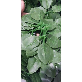Lá hồng thường 250k/kg.
