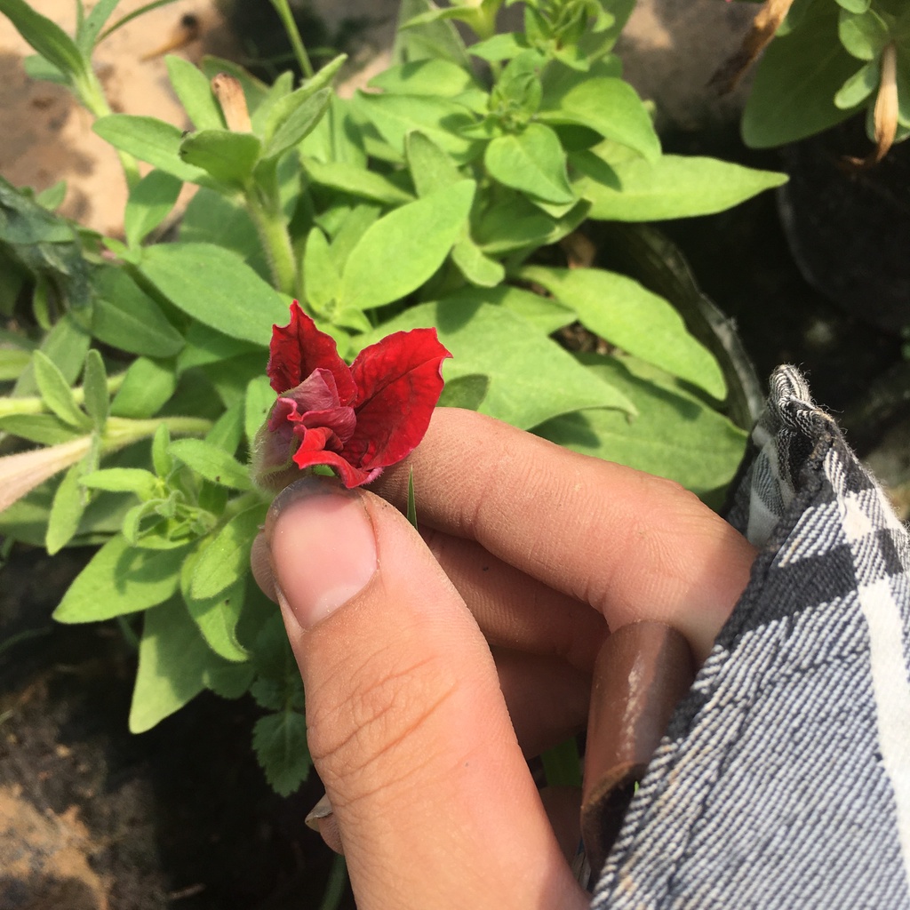 Cây Hoa Dạ Yên Thảo Nhiều Màu,Sẵn Nụ Và Hoa